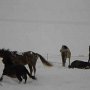 15.02.05 - Gallopp im Schnee mit Freunden