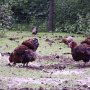 10.06.05 - Hühner freuen sich über den Kompost in ihrem Auslauf.