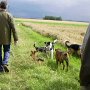 07.08.05 - Hunde-Lern-Spaziergang: Soziales Rudelleben (11 Hunde von Dackel bis Irish Wolf, 6 Monate bis 14 Jahre)