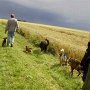 07.08.05 - Hunde-Lern-Spaziergang: Soziales Rudelleben (11 Hunde von Dackel bis Irish Wolf, 6 Monate bis 14 Jahre)