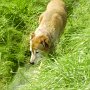 13.08.07 - Pensionshunde in der Sommerfrische