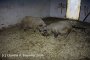 27.01.08 - Schweine machen einen Ausflug in den Pferdestall. 2 MMS-Troll Sauen Trolli und Celestine.