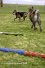 22.03.08 - Hundespaß auf der Trainingswiese.
