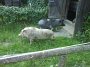 29.06.08 - Schweine im Garten