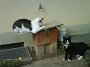 03.11.08 - Katzenkolonie in der Nachbarschaft - jahrelang gut versorgt durch uns.