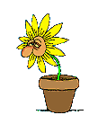 Hatschi-Blumentopf
